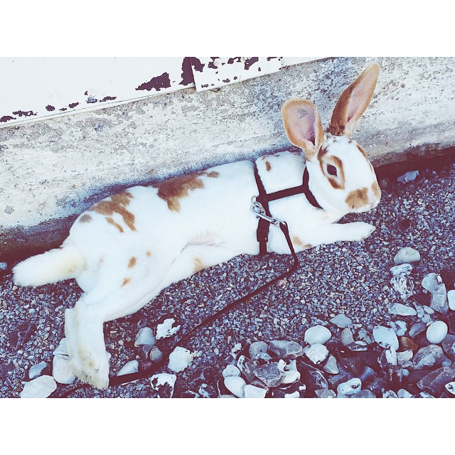 Jag och Patti vilar 🐰